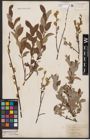 Foto von Salix aurita L. x Salix repens L.